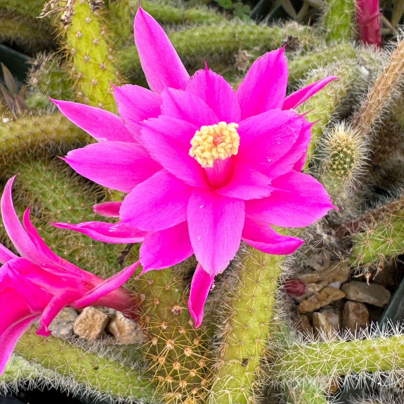 Rat Tail cactus – Aporocactus flagelliformis