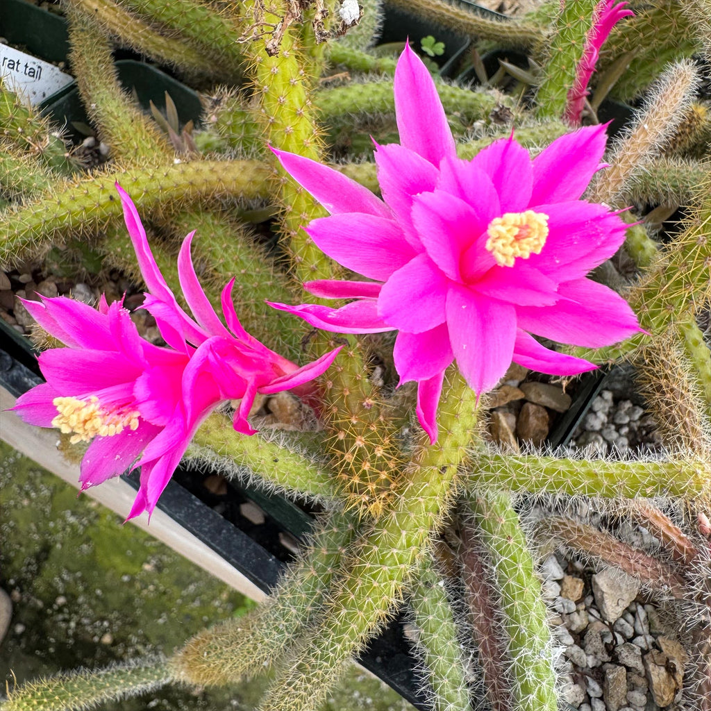 Rat Tail cactus &