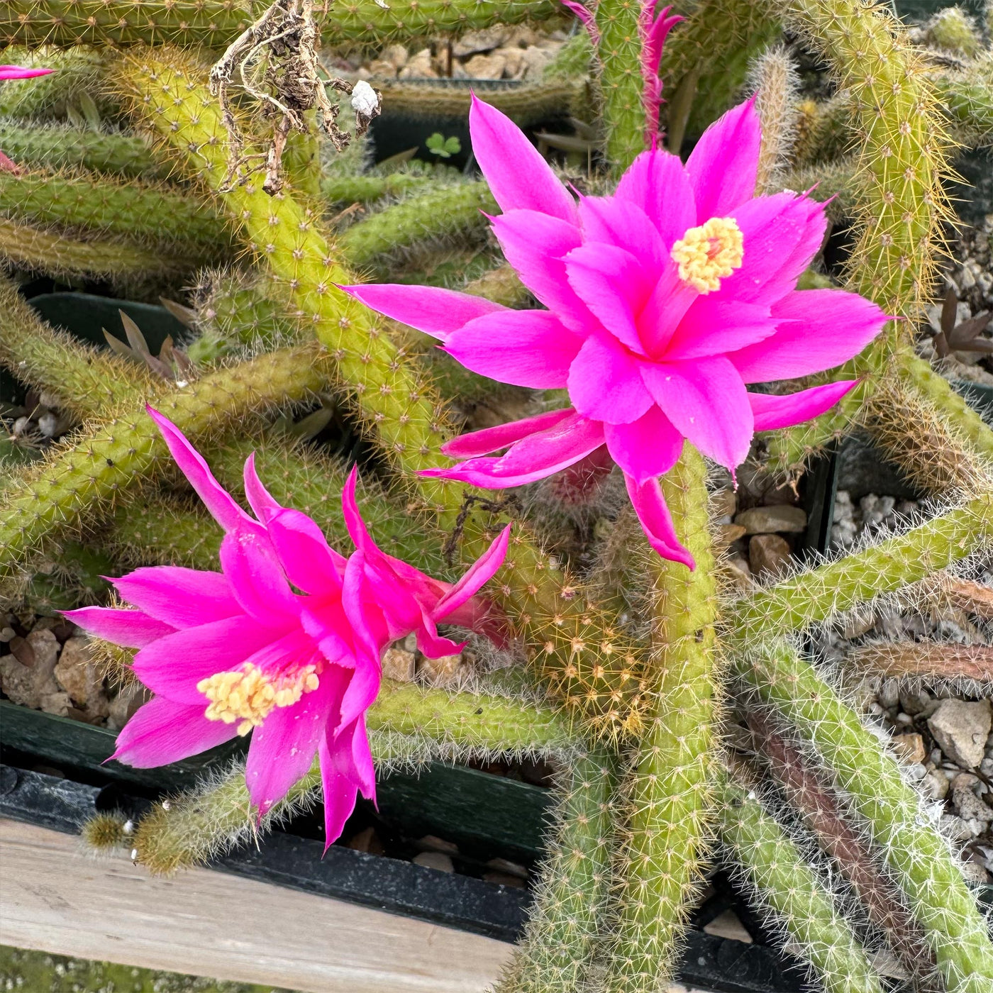 Rat Tail cactus – Aporocactus flagelliformis