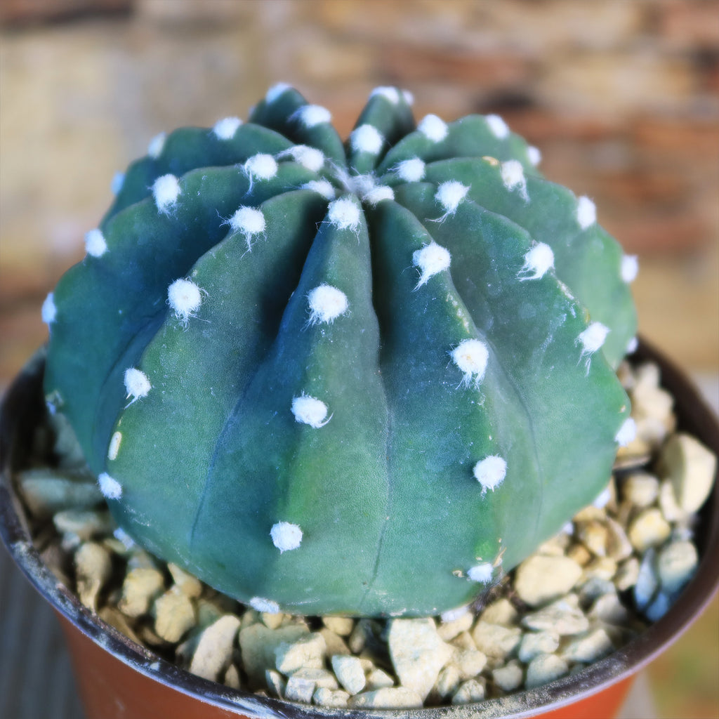 Domino Cactus - Echinopsis subdenudata &