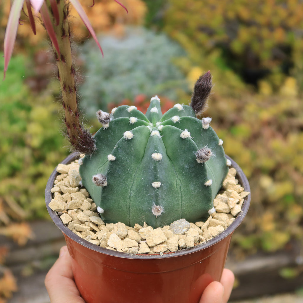 Domino Cactus - Echinopsis subdenudata &