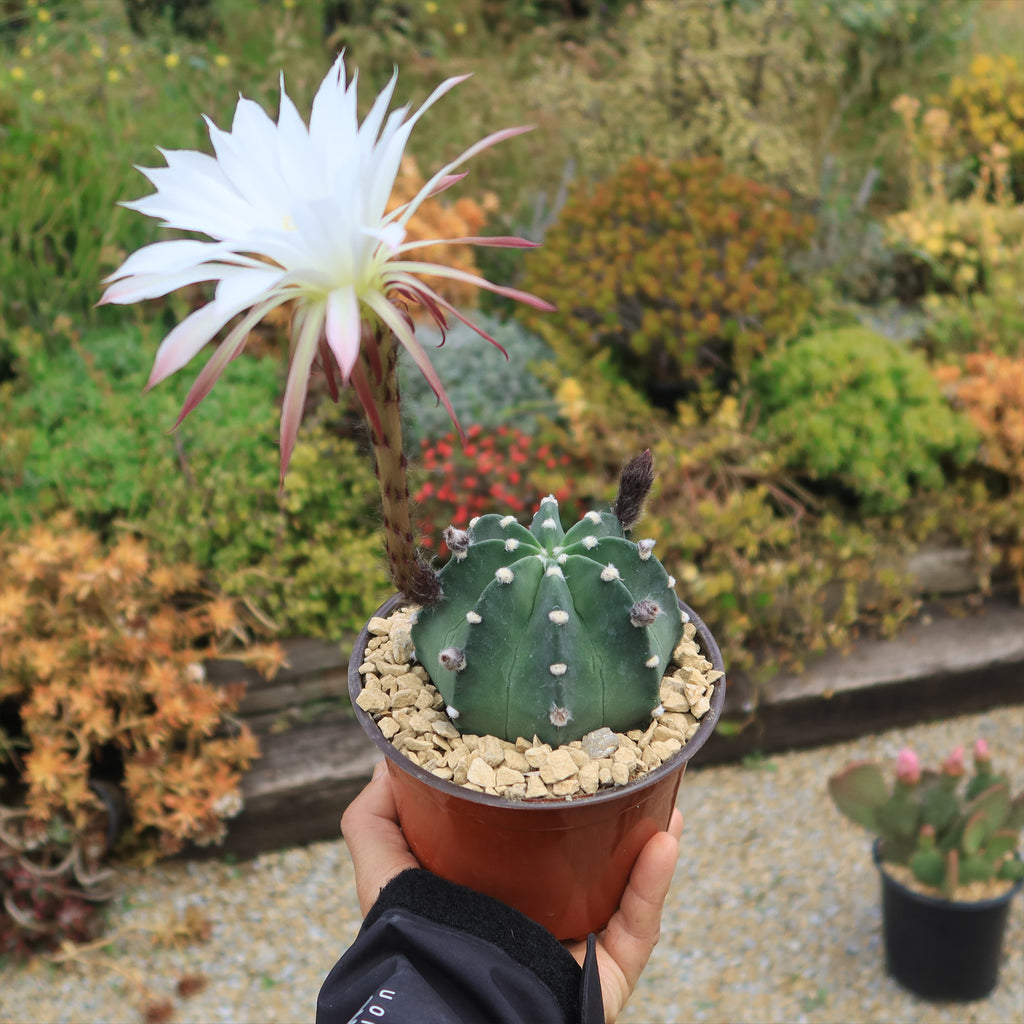 Domino Cactus - Echinopsis subdenudata &