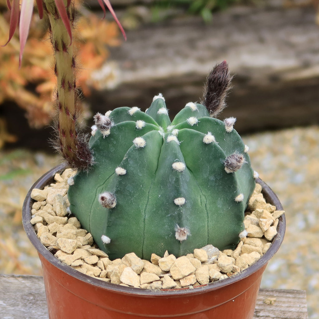 Domino Cactus - Echinopsis subdenudata &