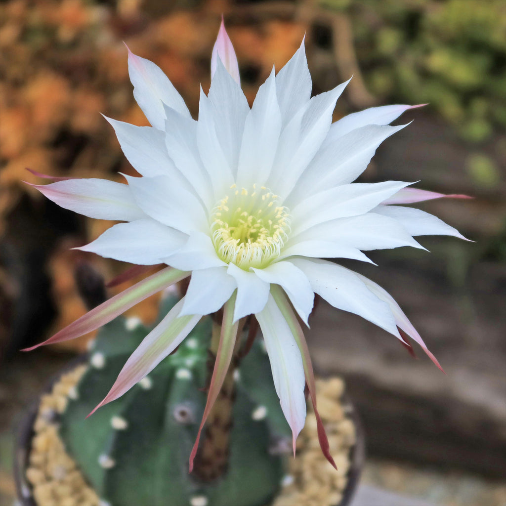 Domino Cactus - Echinopsis subdenudata &