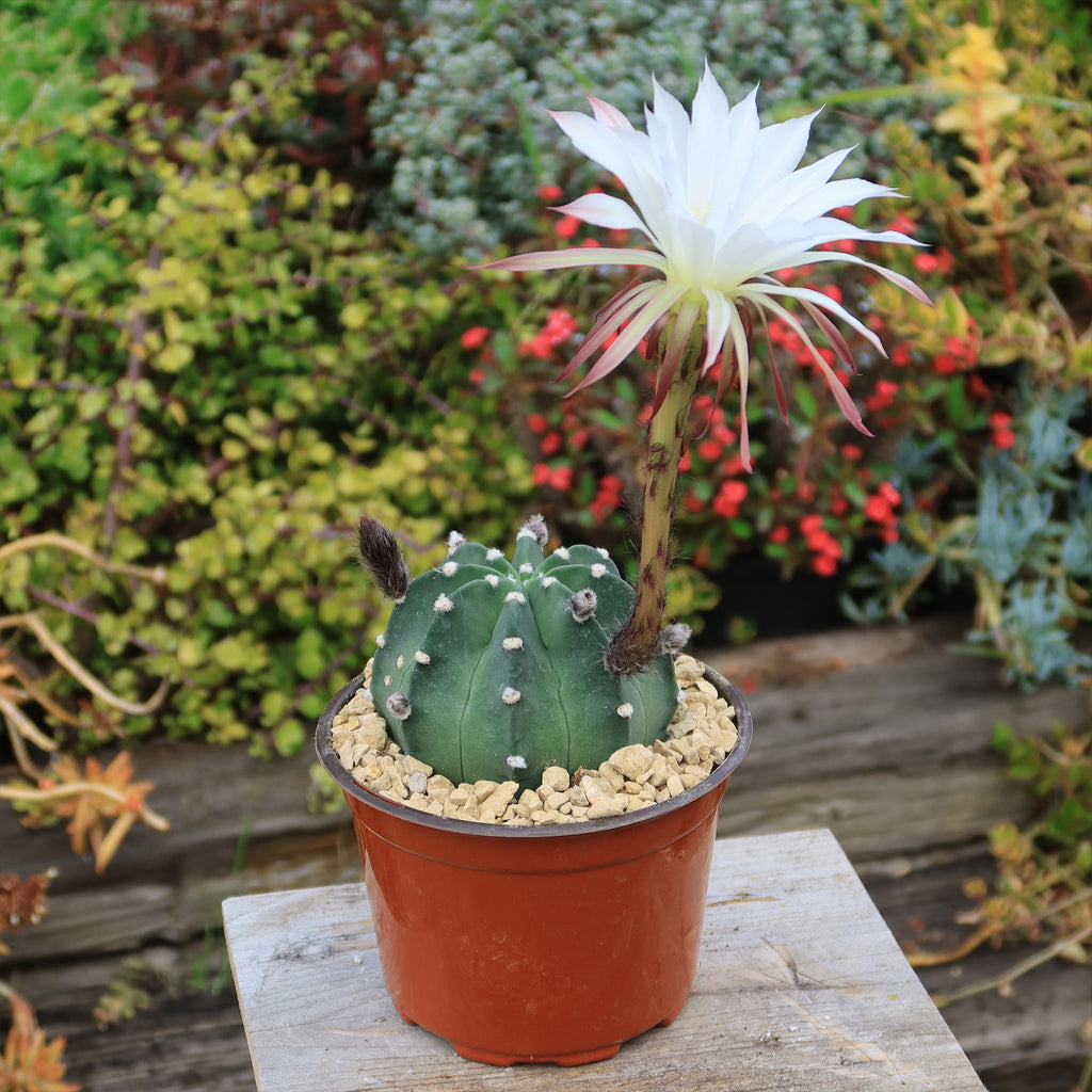 Domino Cactus - Echinopsis subdenudata &
