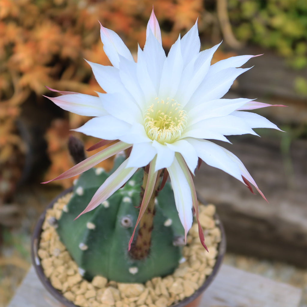 Domino Cactus - Echinopsis subdenudata &