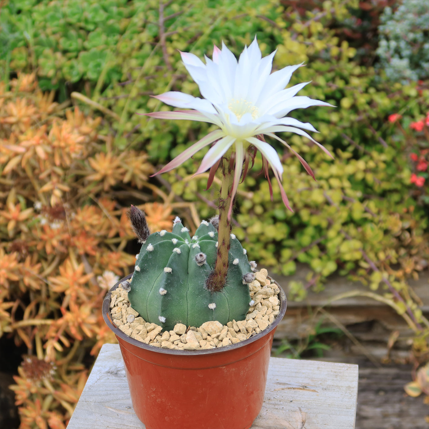 domino succulent Domino Cactus