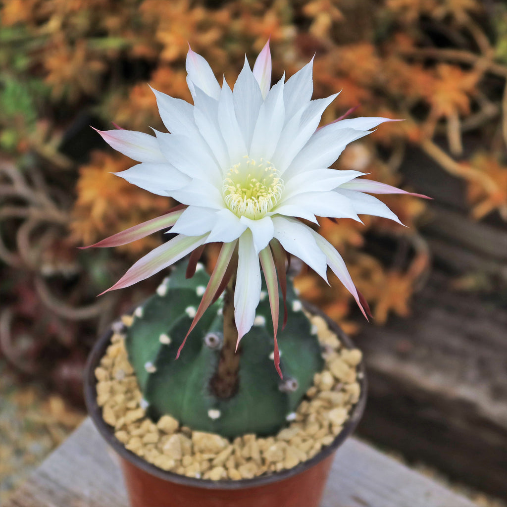 Domino Cactus - Echinopsis subdenudata &
