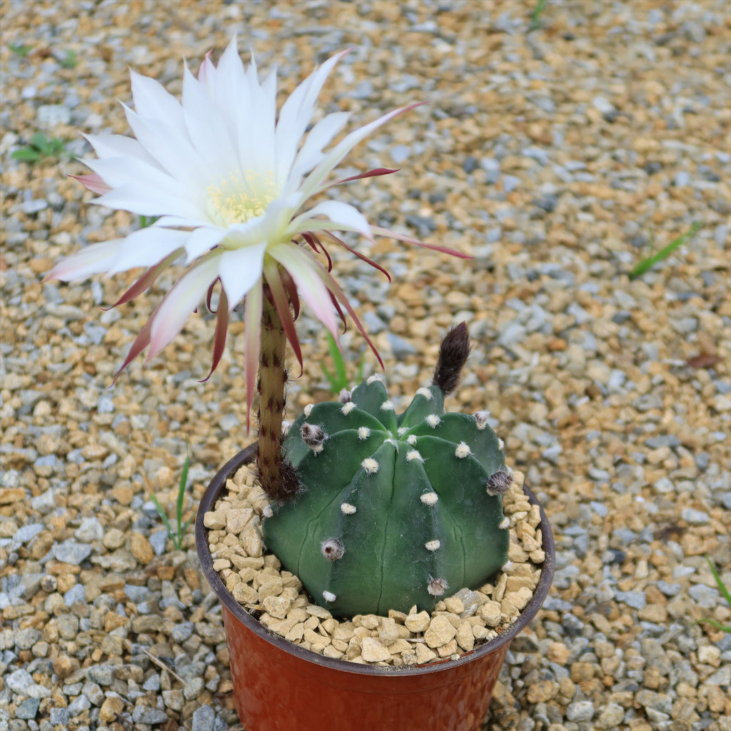 Domino Cactus - Echinopsis subdenudata &