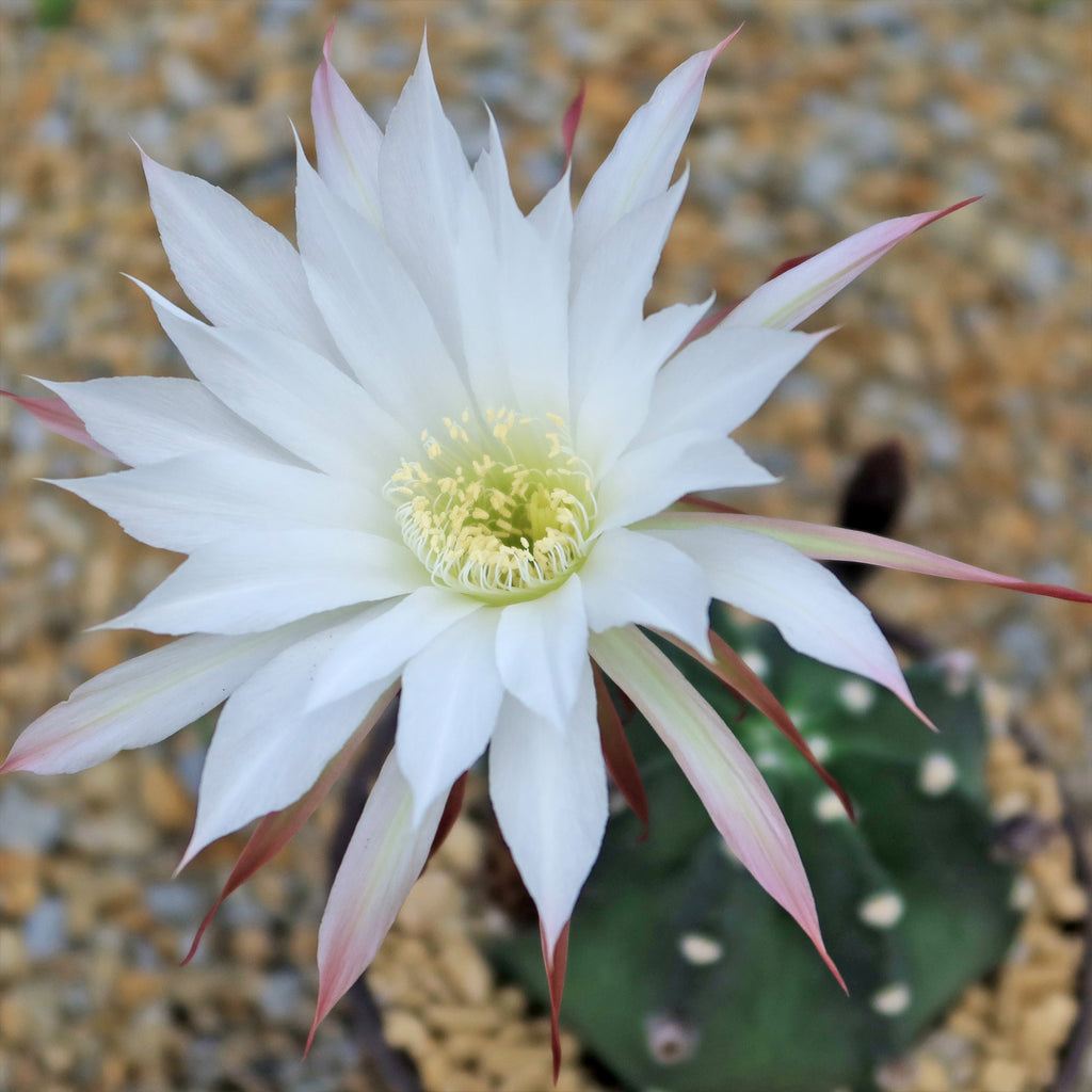 Domino Cactus - Echinopsis subdenudata &