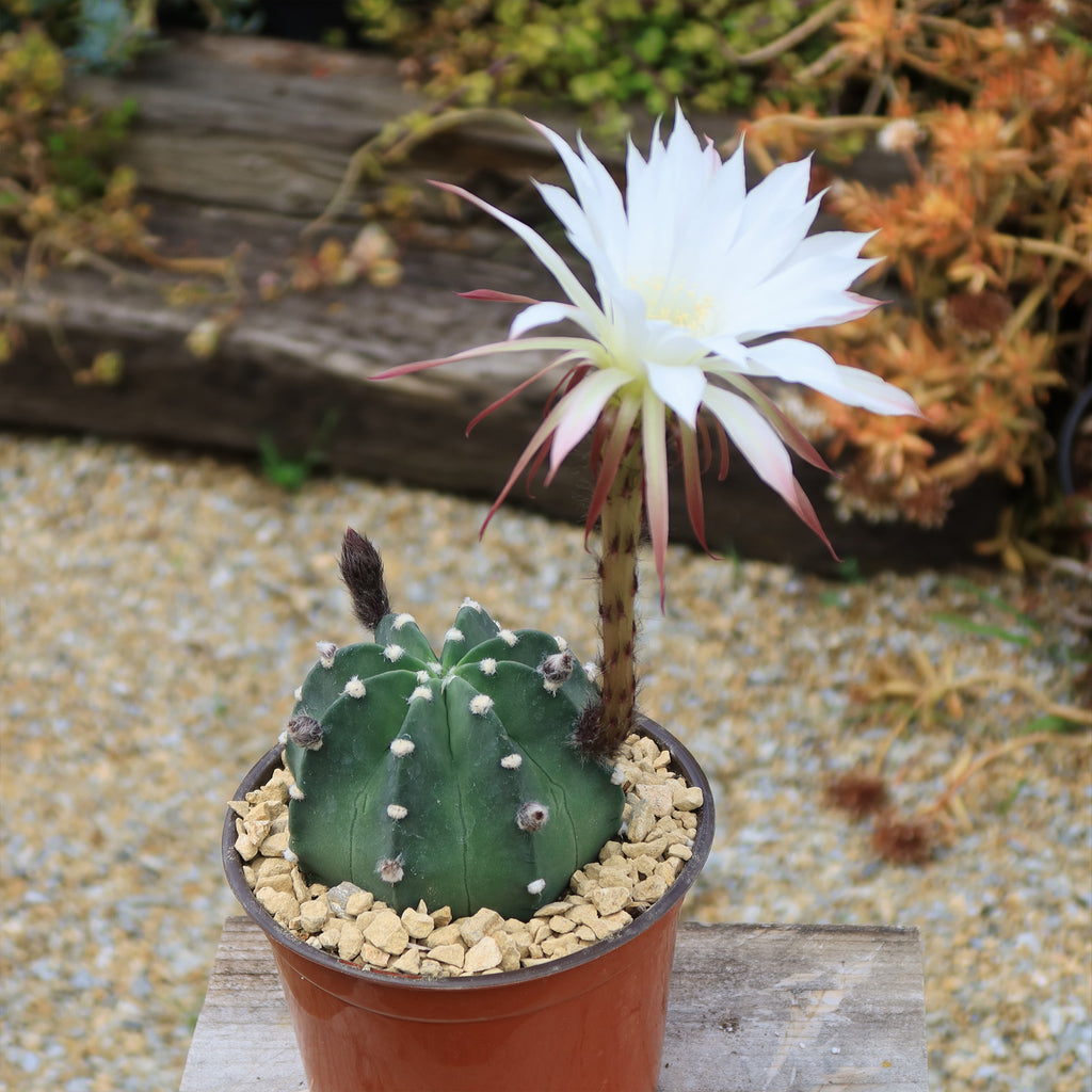 Domino Cactus - Echinopsis subdenudata &
