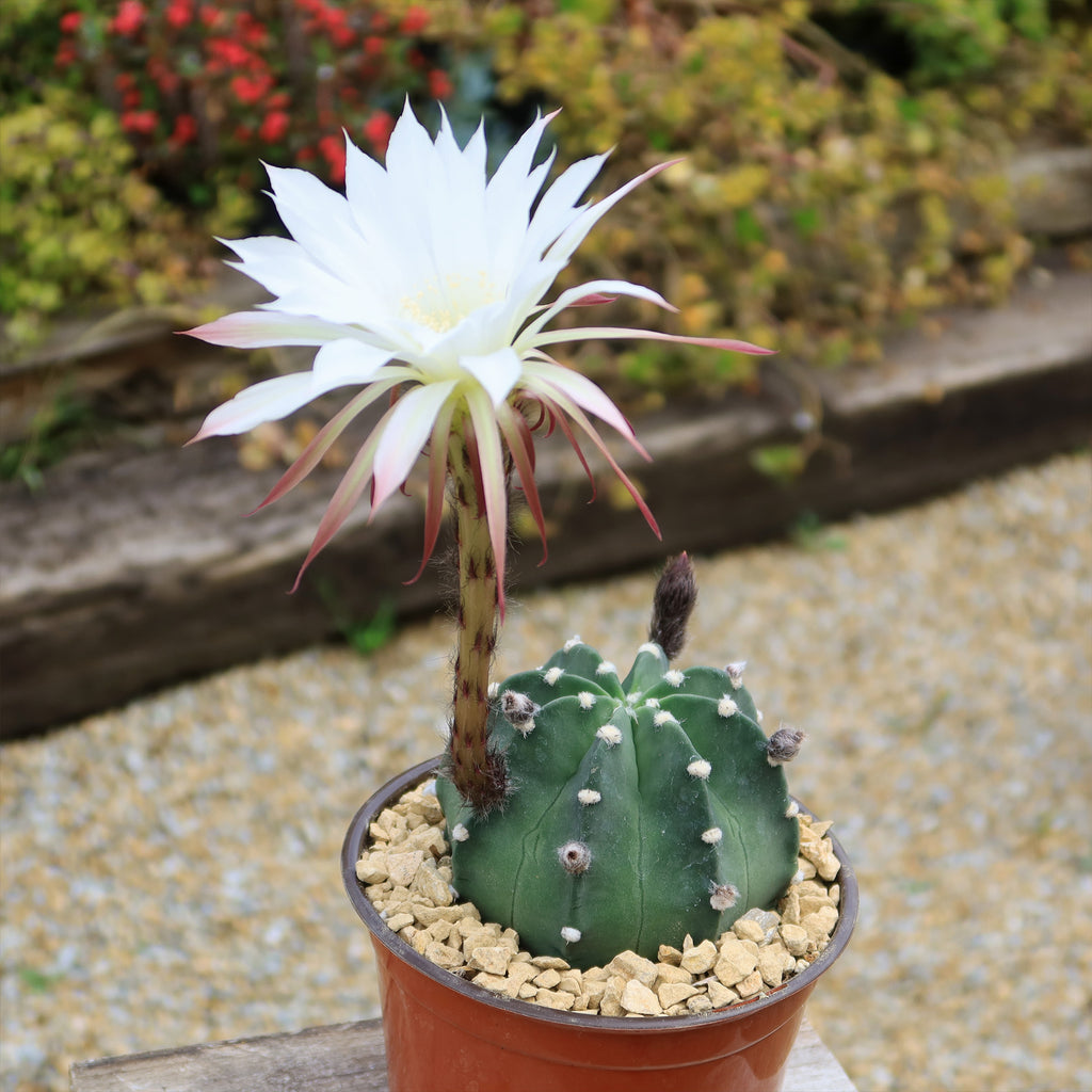 Domino Cactus - Echinopsis subdenudata &