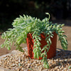 Donkey Tail Plant &