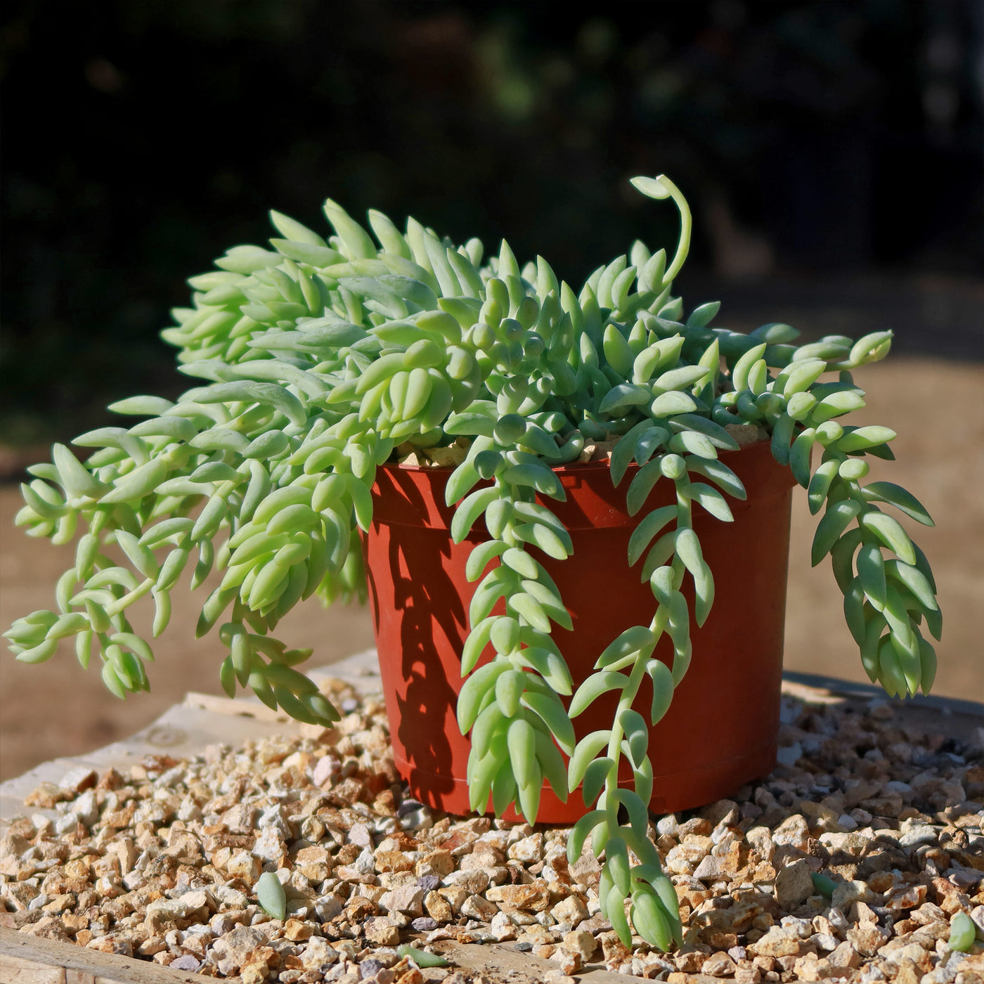 donkey succulent planter Sedum morganianum Burro's Tail 4" Pot