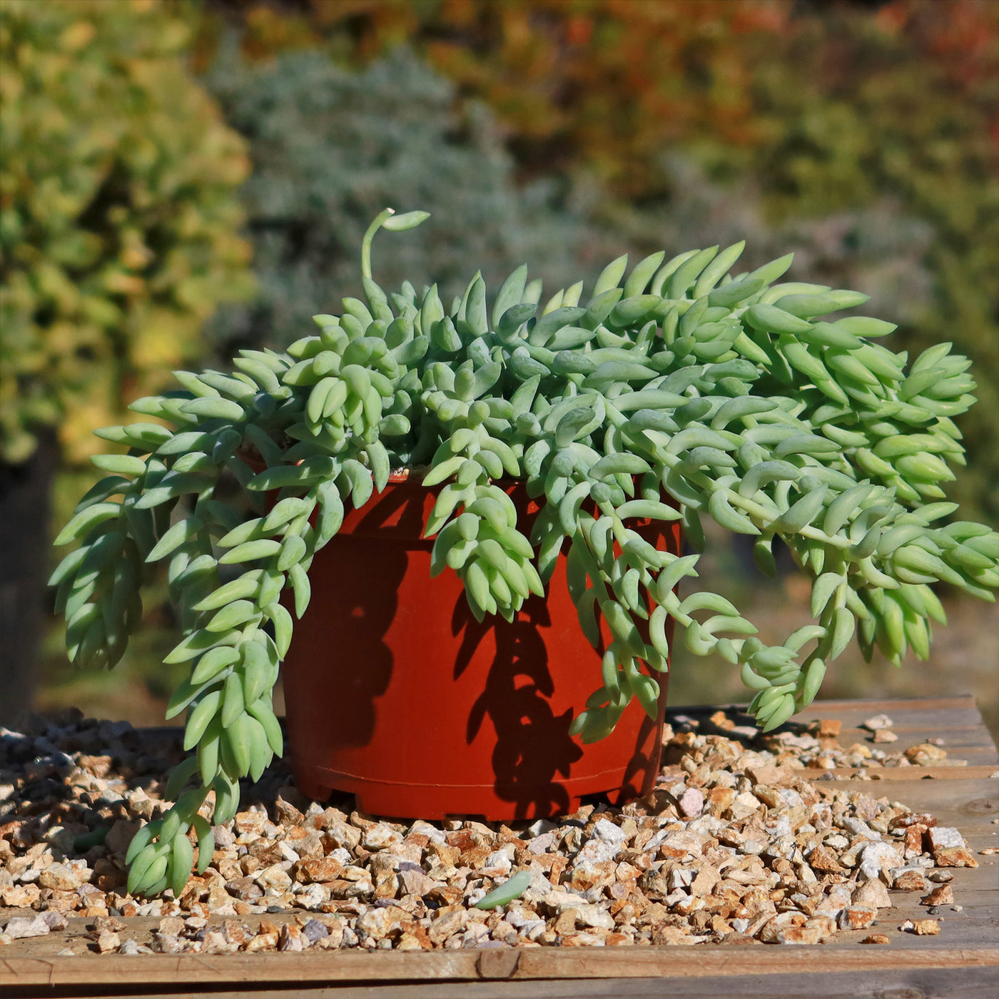 mule tail succulent Sedum morganianum Burro's Tail 4" Pot