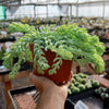 Donkey Tail Plant &