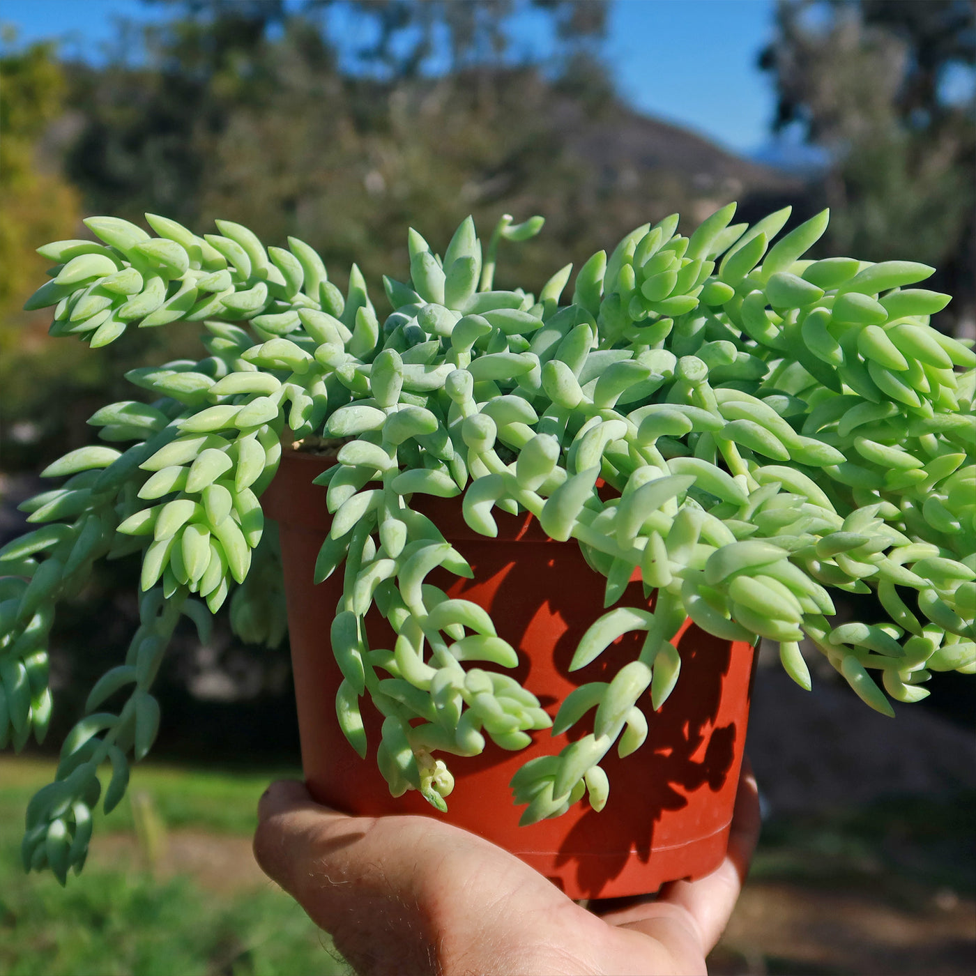 lambs tail succulent Sedum morganianum Burro's Tail 4" Pot
