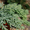 Donkey Tail Plant &