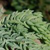 Donkey Tail Plant &