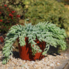 Donkey Tail Plant &