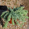 Donkey Tail Plant &