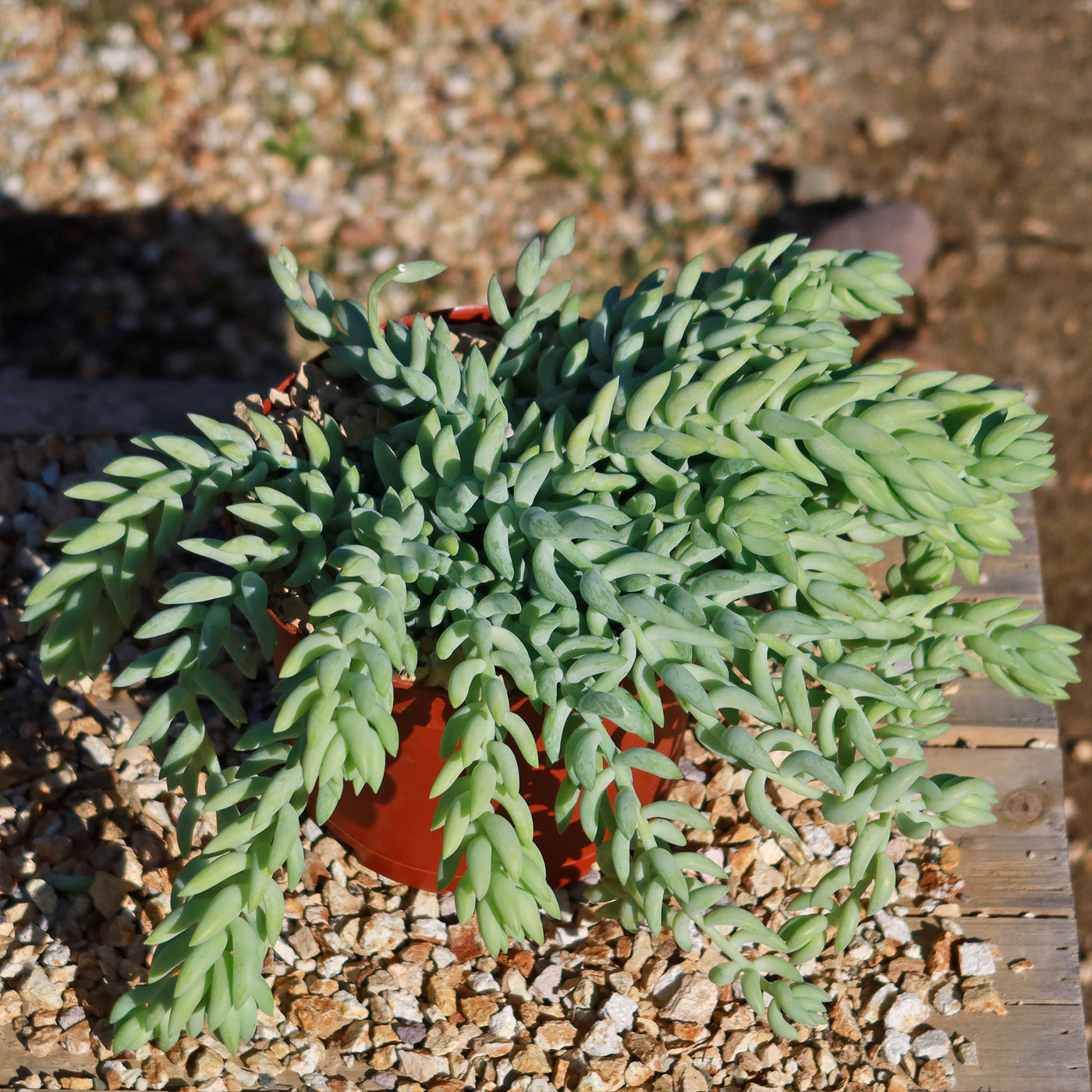 Donkey Tail Plant 'Sedum morganianum'