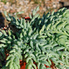 Donkey Tail Plant &