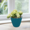 Donkey Tail Plant (Sedum morganianum) with plump leaves in a blue textured pot on a wooden surface by a window with greenery outside.