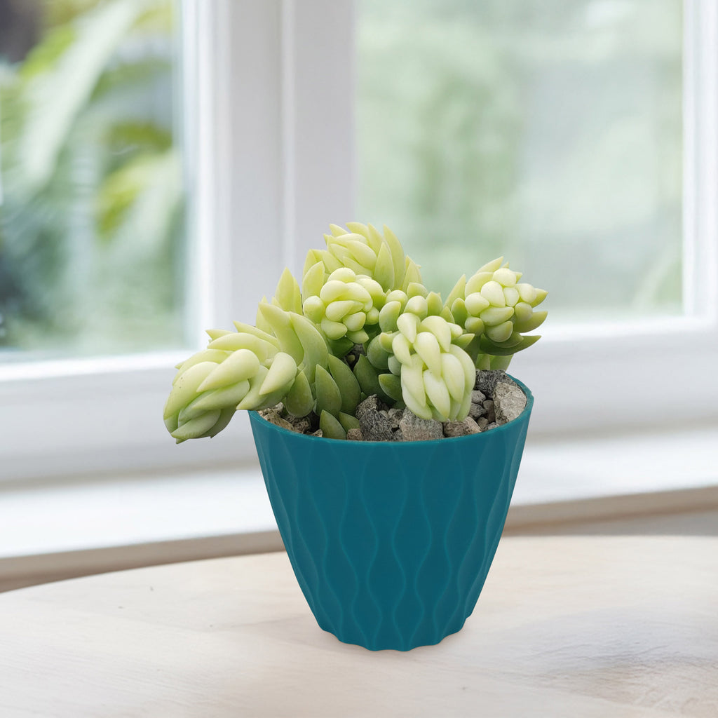 Donkey Tail Plant (Sedum morganianum) with plump leaves in a blue textured pot on a wooden surface by a window with greenery outside.