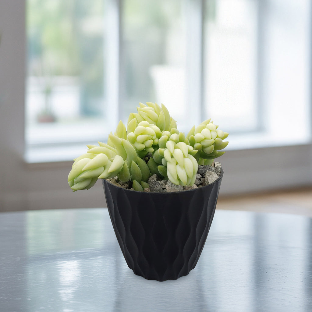 A small black textured pot holds a light green Donkey Tail Plant (Sedum morganianum) on a shiny surface indoors with blurred windows.