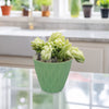 A Donkey Tail Plant (Sedum morganianum) is displayed on a shiny kitchen counter with other potted plants and bright natural light.