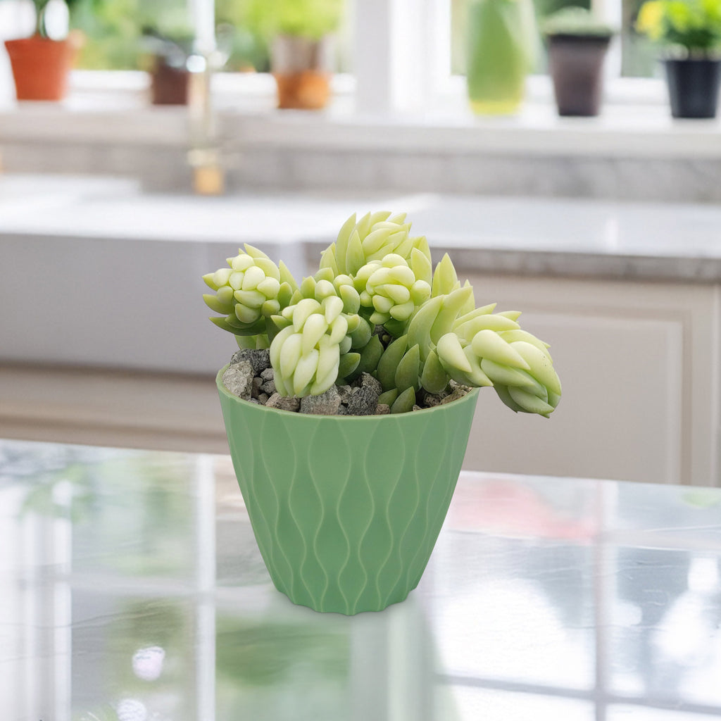 A Donkey Tail Plant (Sedum morganianum) is displayed on a shiny kitchen counter with other potted plants and bright natural light.