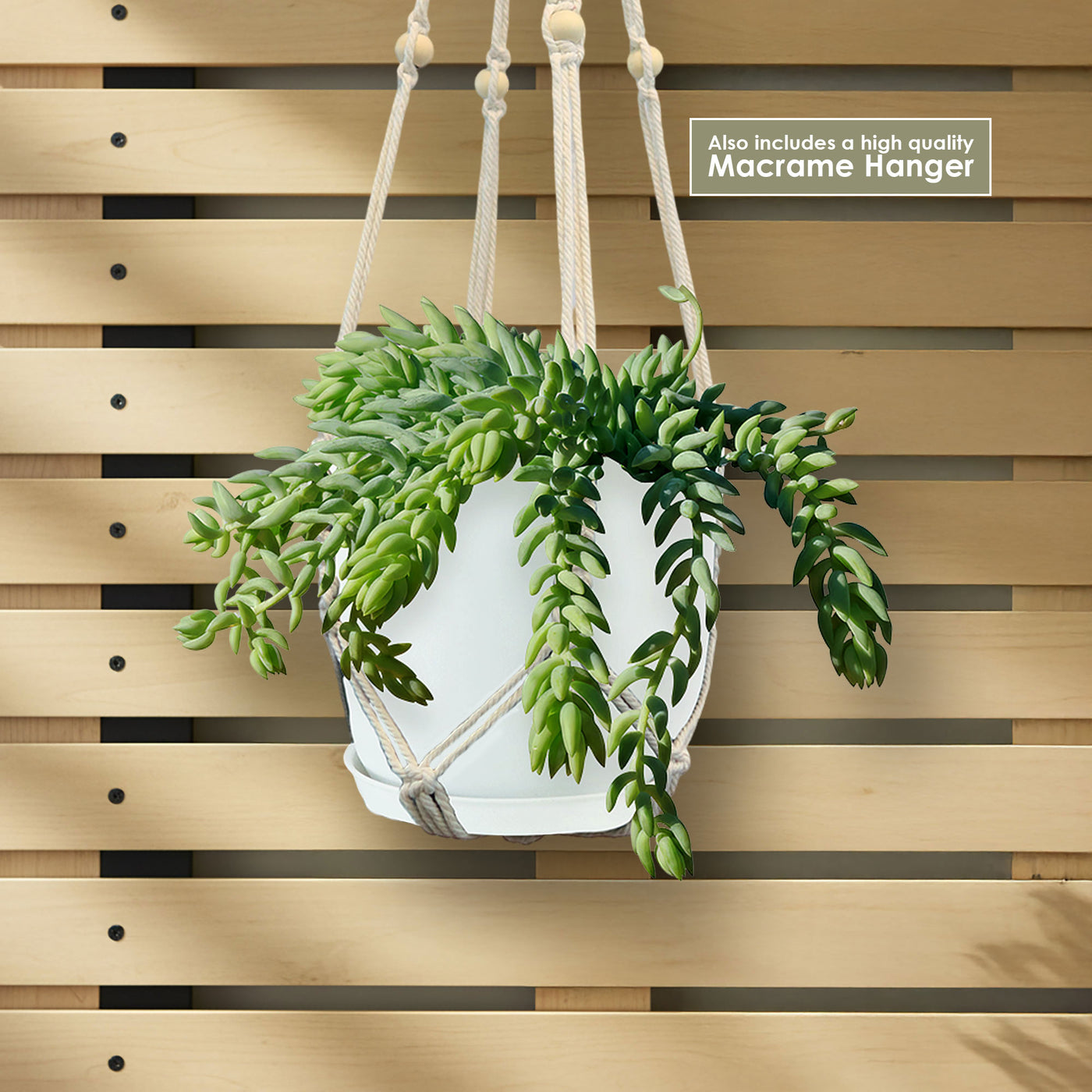 donkey tail plant indoor or outdoor Shop 'Donkey Tail Plants - Sedum morganianum' Care and Info
