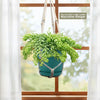 A healthy Donkey Tail Plant (Sedum morganianum) in a turquoise pot hangs from a beige macrame hanger near a sunlit window.