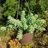 Burro’s Tail Succulent - Sedum morganianum ‘Burrito’