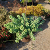 Burro’s Tail Succulent - Sedum morganianum ‘Burrito’