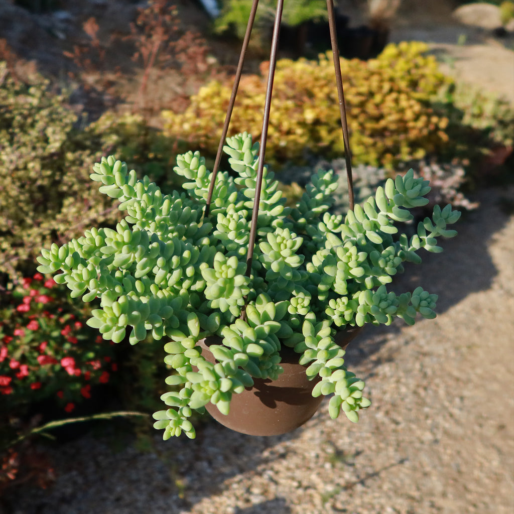Burro’s Tail Succulent - Sedum morganianum ‘Burrito’