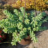 Burro’s Tail Succulent - Sedum morganianum ‘Burrito’