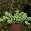 Burro’s Tail Succulent - Sedum morganianum ‘Burrito’