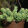 Burro’s Tail Succulent - Sedum morganianum ‘Burrito’