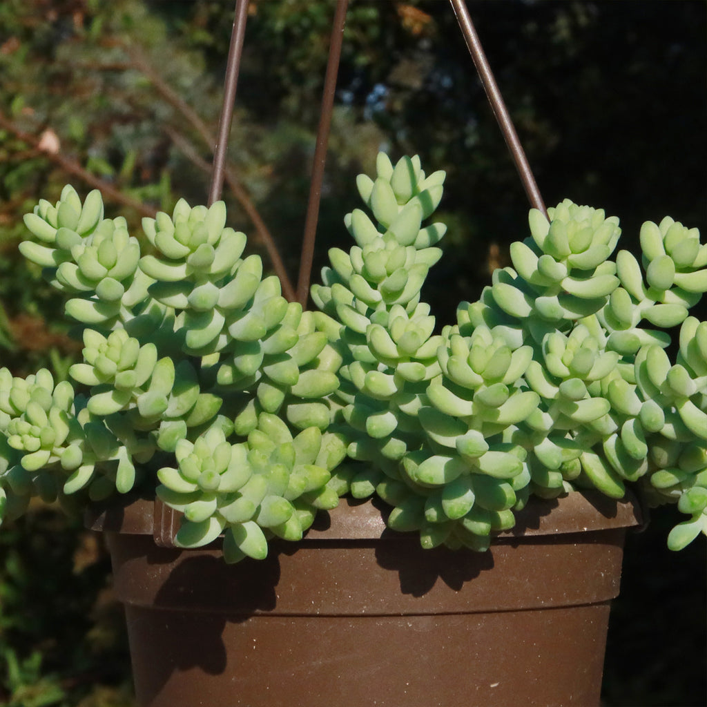 Burro’s Tail Succulent - Sedum morganianum ‘Burrito’