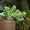 Burro’s Tail Succulent - Sedum morganianum ‘Burrito’