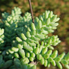 Burro’s Tail Succulent - Sedum morganianum ‘Burrito’