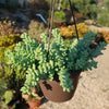 Burro’s Tail Succulent - Sedum morganianum ‘Burrito’