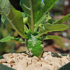 Dorstenia Foetida