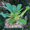 Dorstenia Foetida