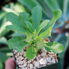 Dorstenia Foetida