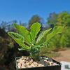 Dorstenia Foetida