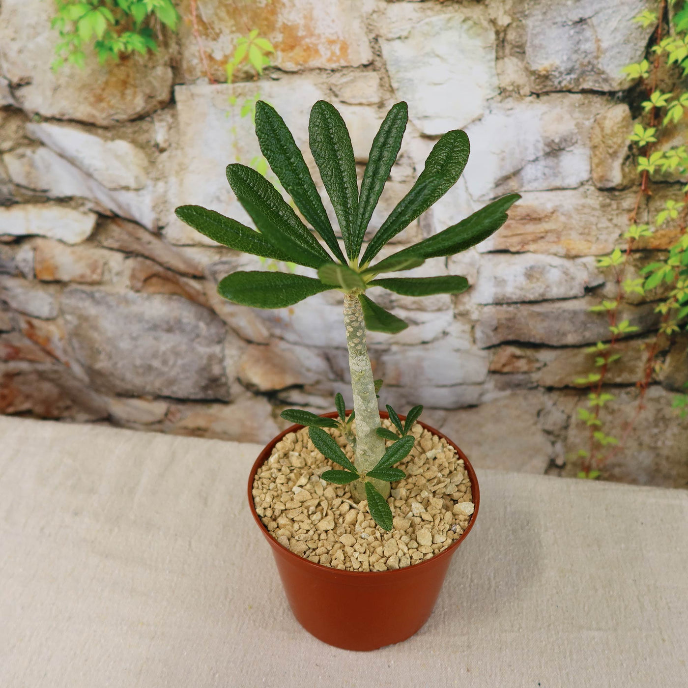 Beautiful Dorstenia Gigas | Socotra Fig Tree | Buy Yours at Planet