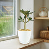 Dorstenia gigas